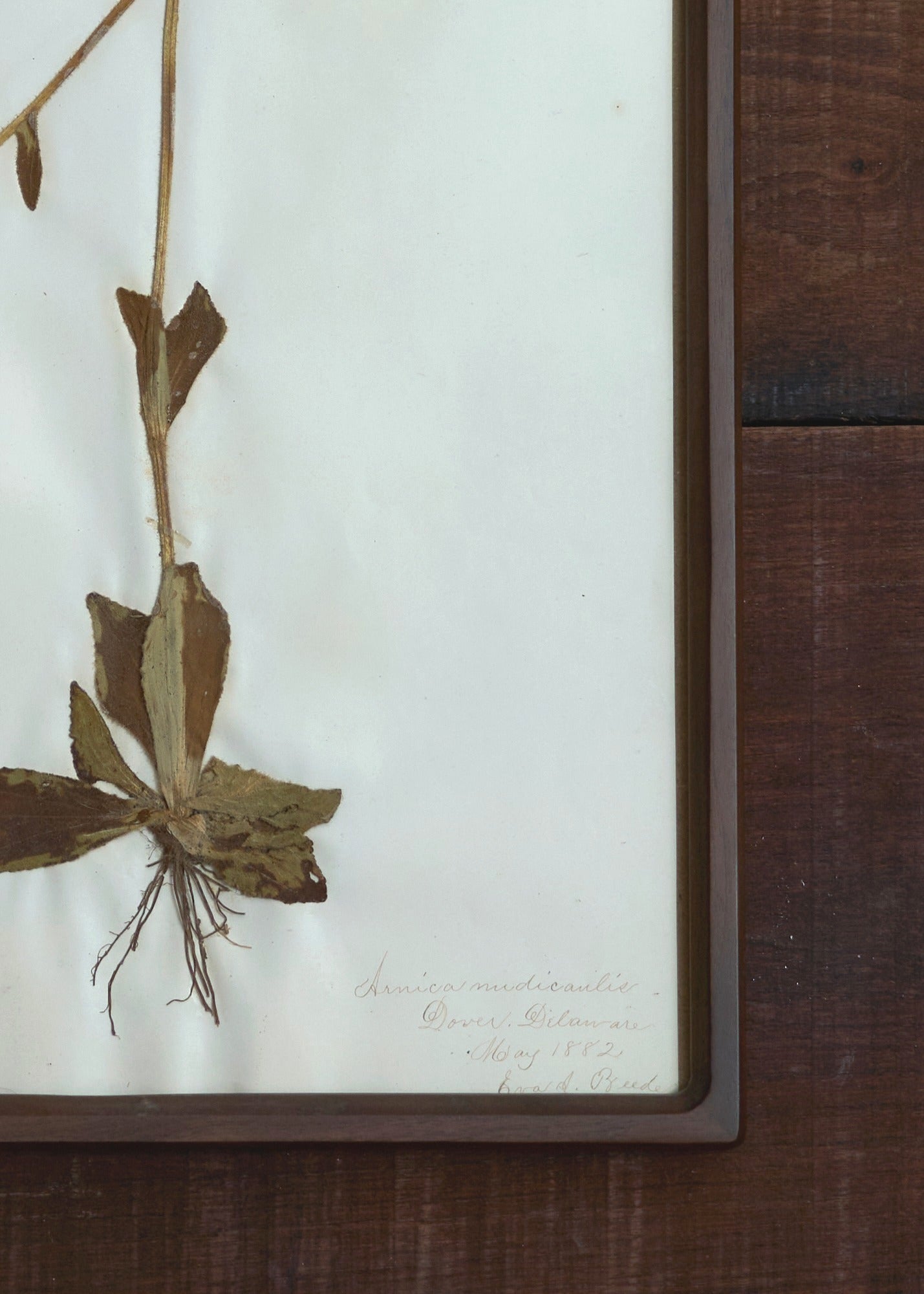 Botanical Pressings – FORESTBOUND