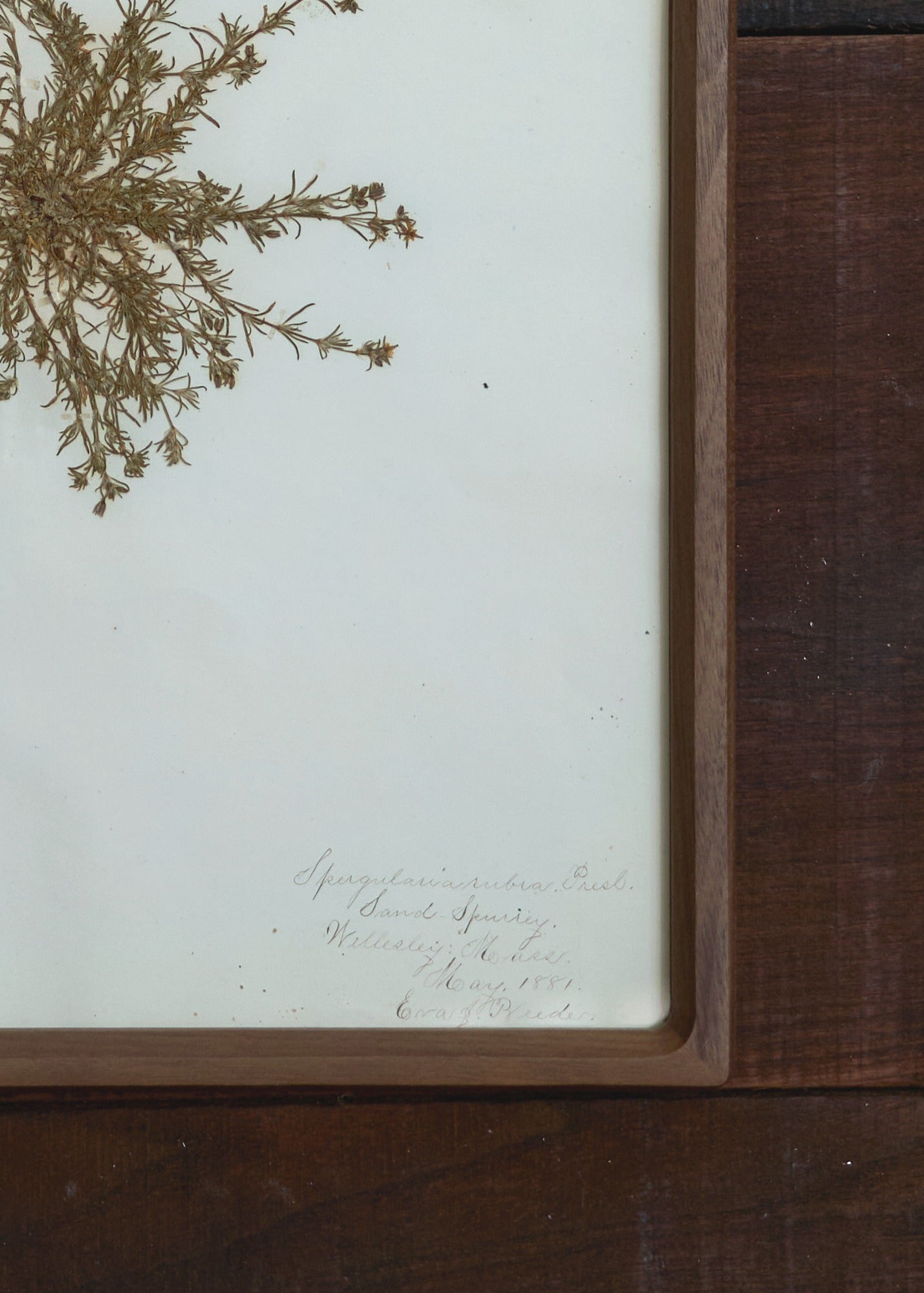 Botanical Pressings – FORESTBOUND