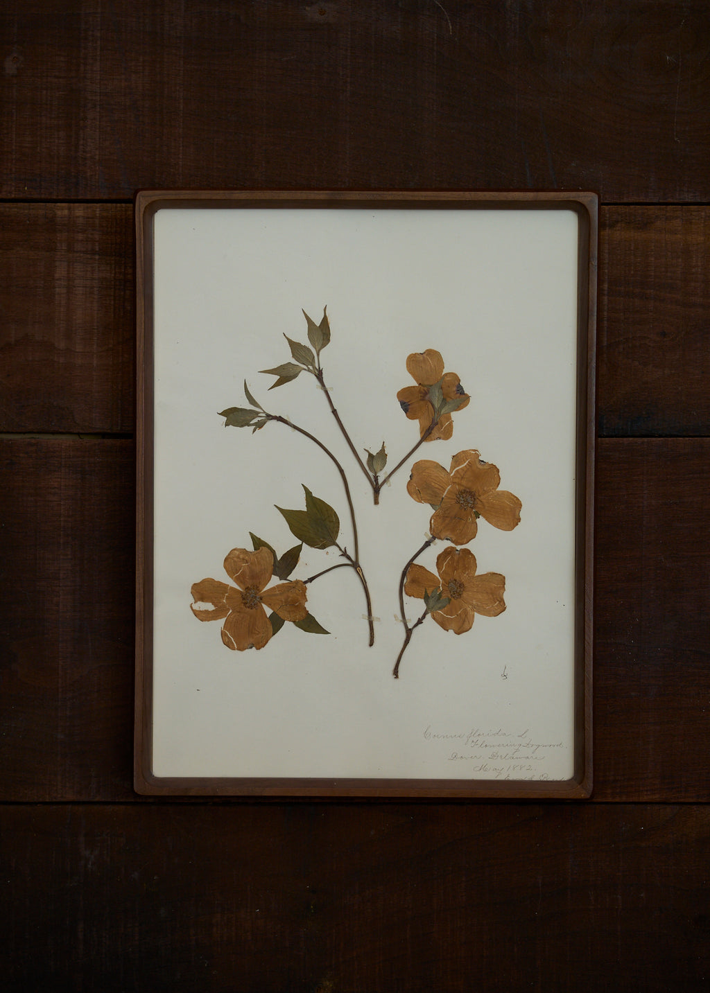Antique Botanical Pressing 004 – FORESTBOUND