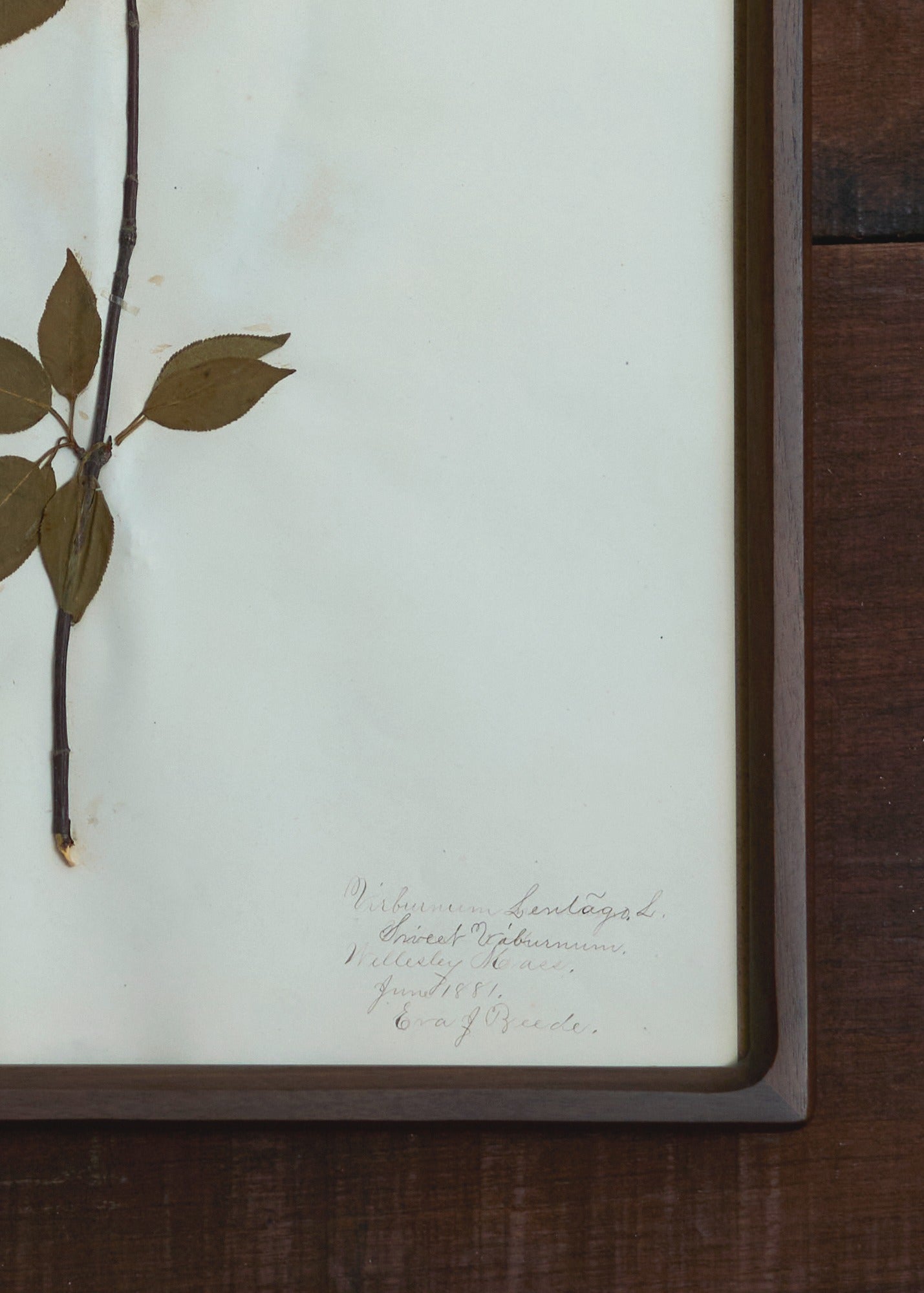 Botanical Pressings – FORESTBOUND