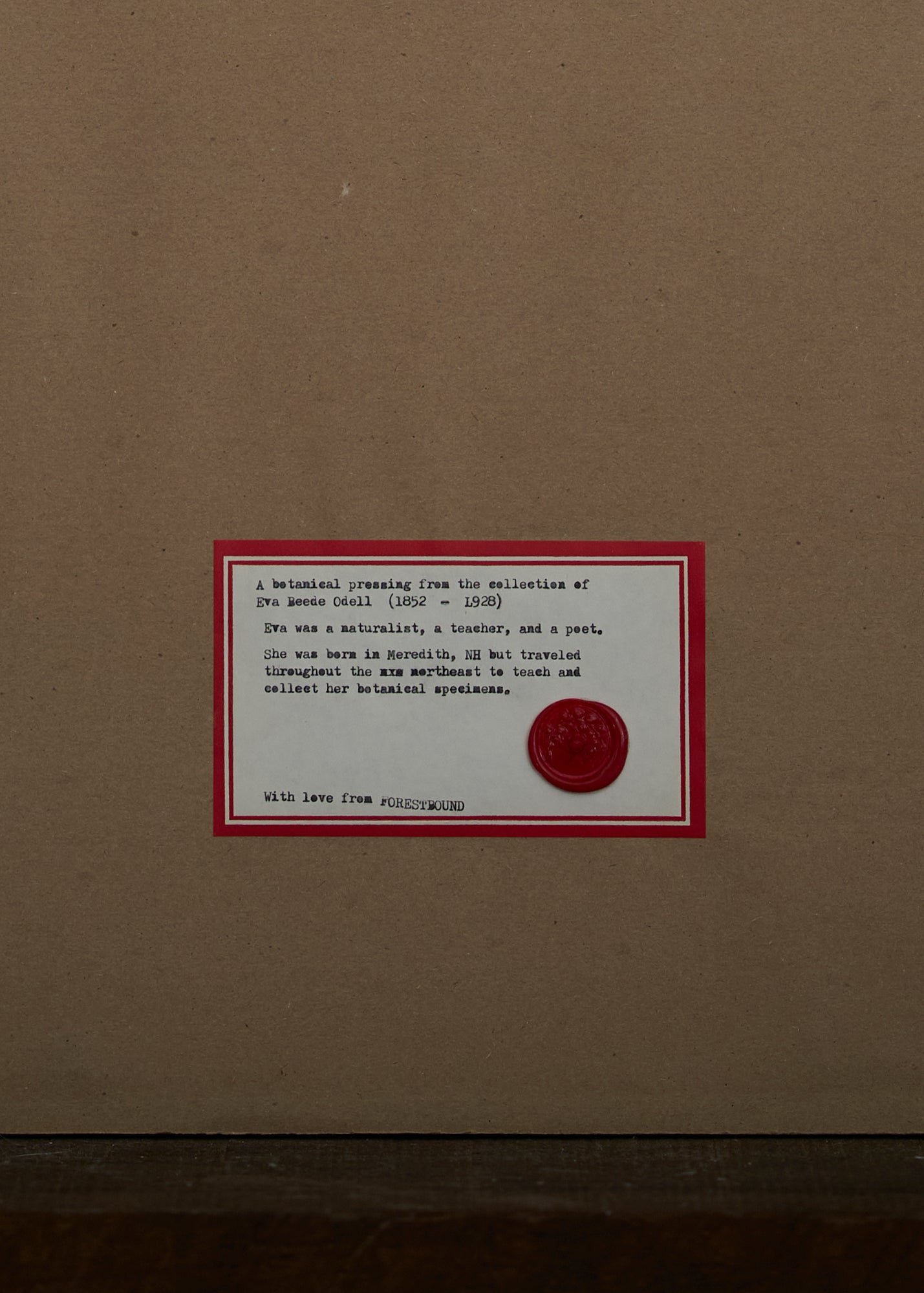 Antique Botanical Pressing 011