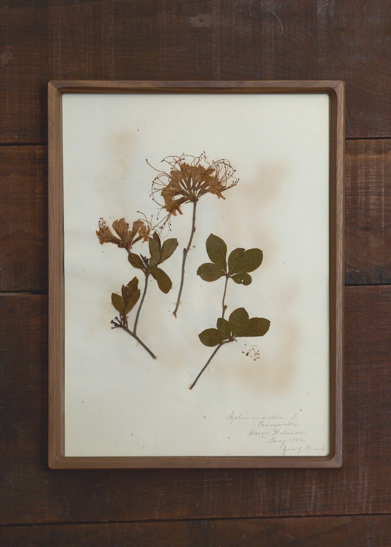 Antique Botanical Pressing 044 – FORESTBOUND