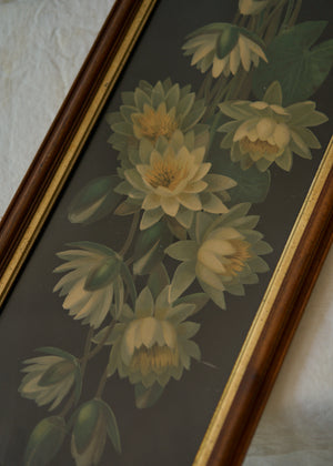 Antique Water Lily Painting