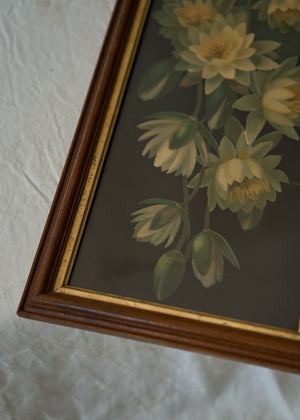 Antique Water Lily Painting