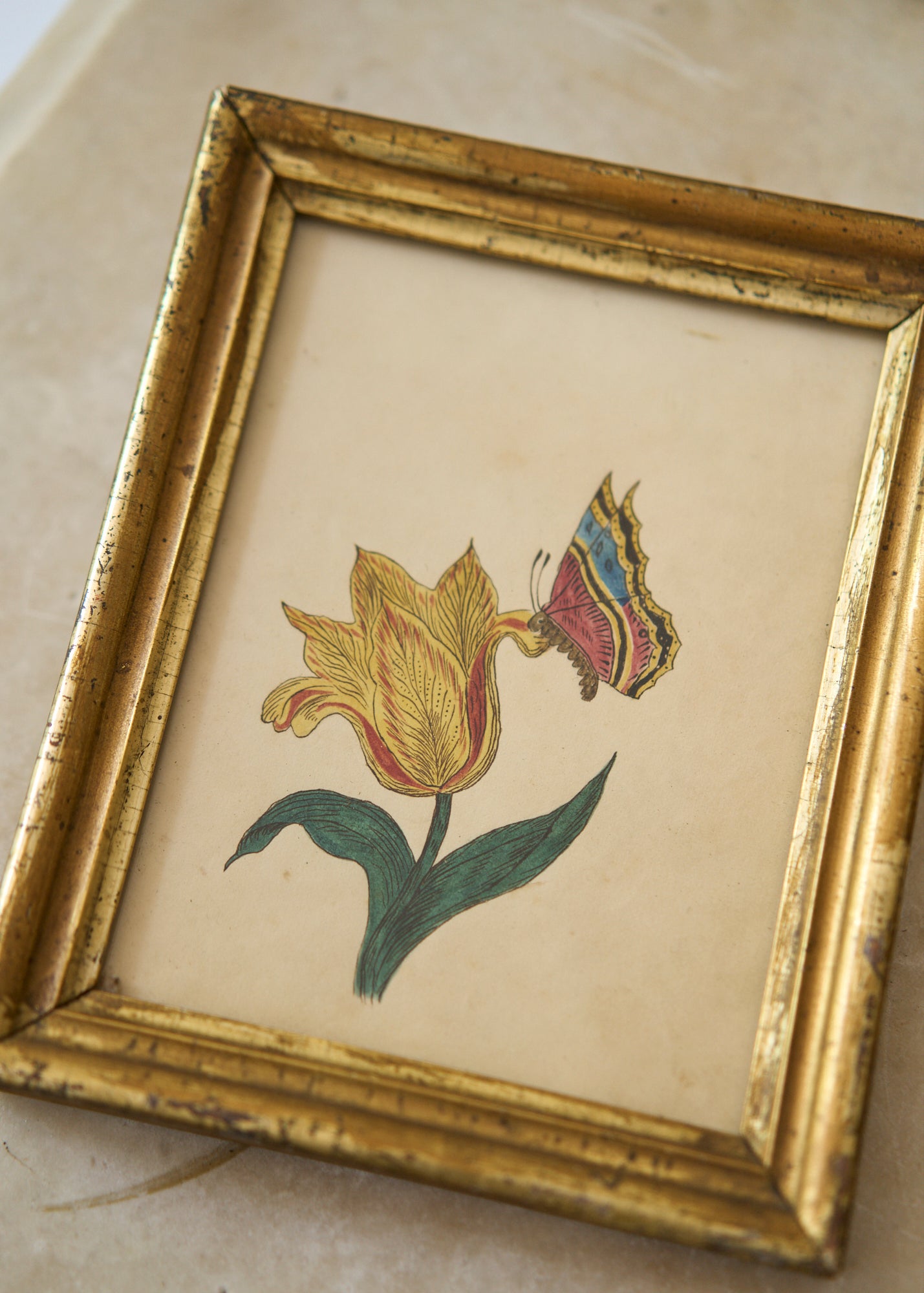 Early 19th Watercolor and Pencil Tulip