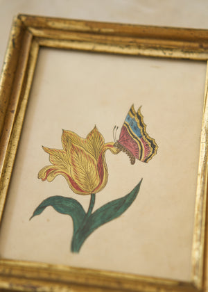 Early 19th Watercolor and Pencil Tulip