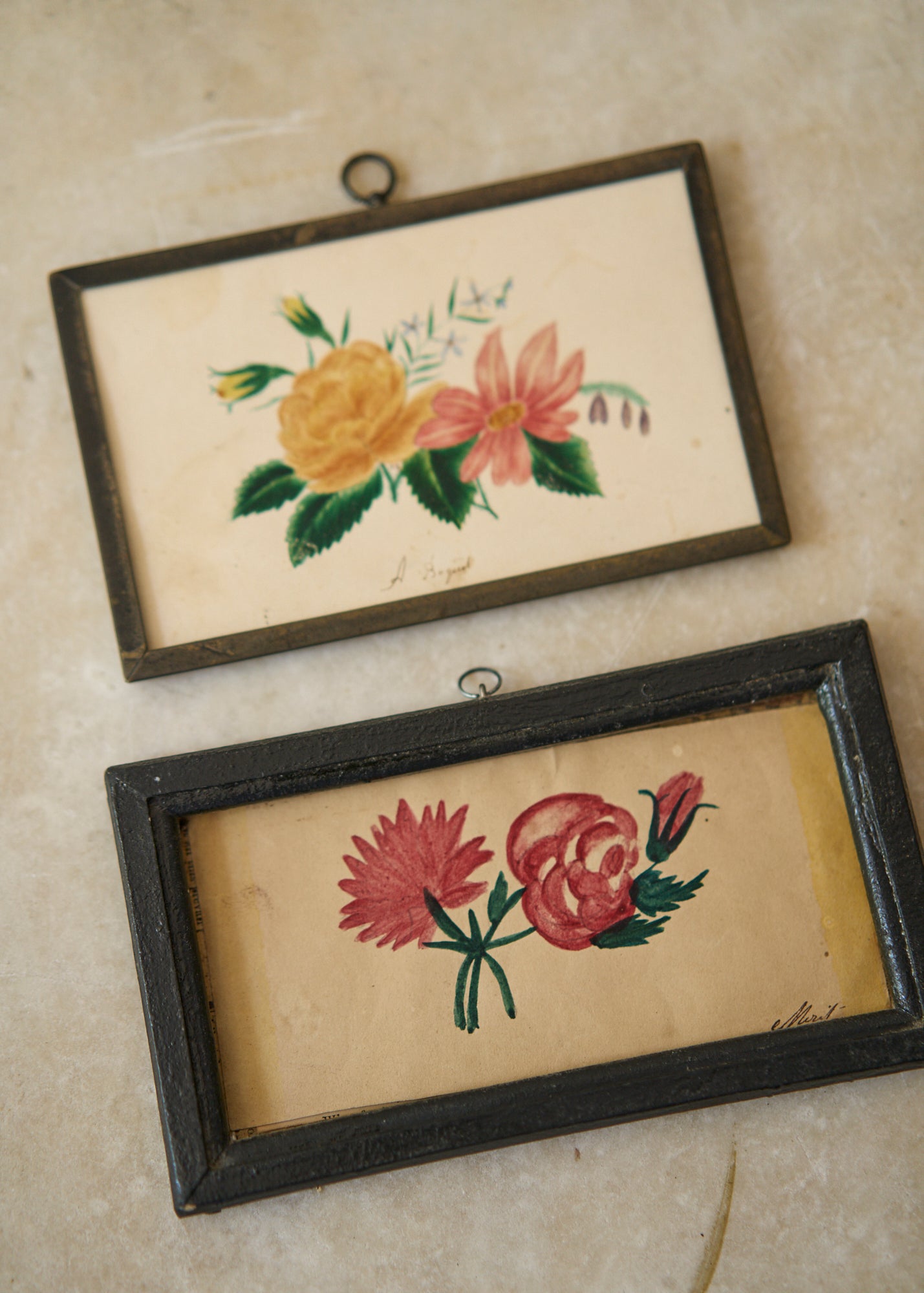 Early 19th Century Botanical Drawing