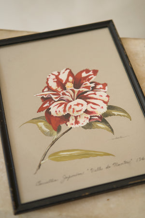 Mid Century Camellia Painting