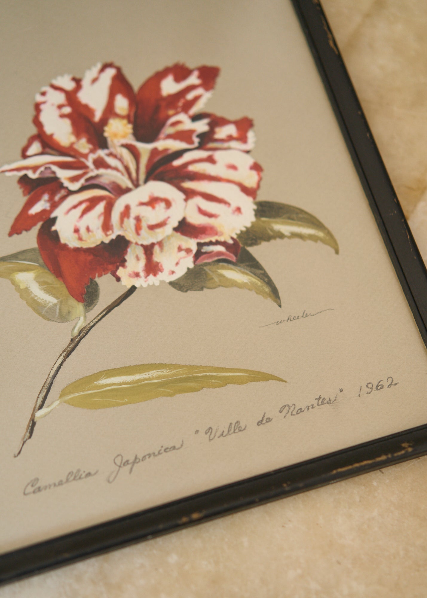 Mid Century Camellia Painting